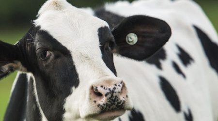 Afimilk en Weizur Capacitación