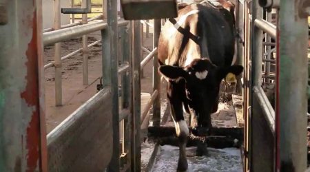 35% más de leche para el 2030