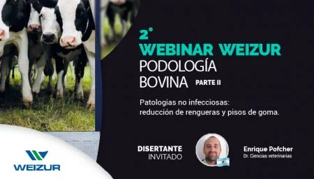 qué saber de podología bovina