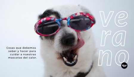 5º Webinar – Bienestar y confort en vacas lecheras.