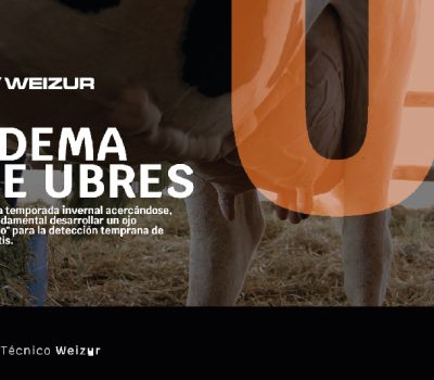 Edema de ubres